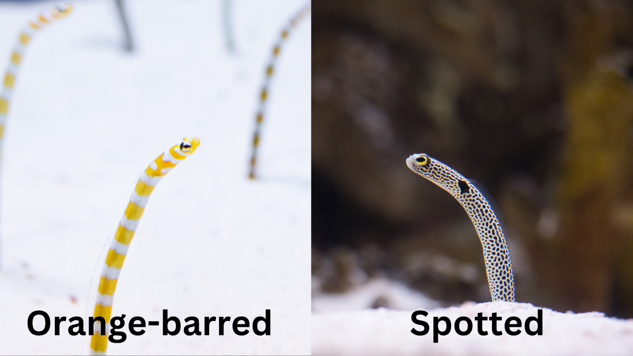 Image of garden eels
